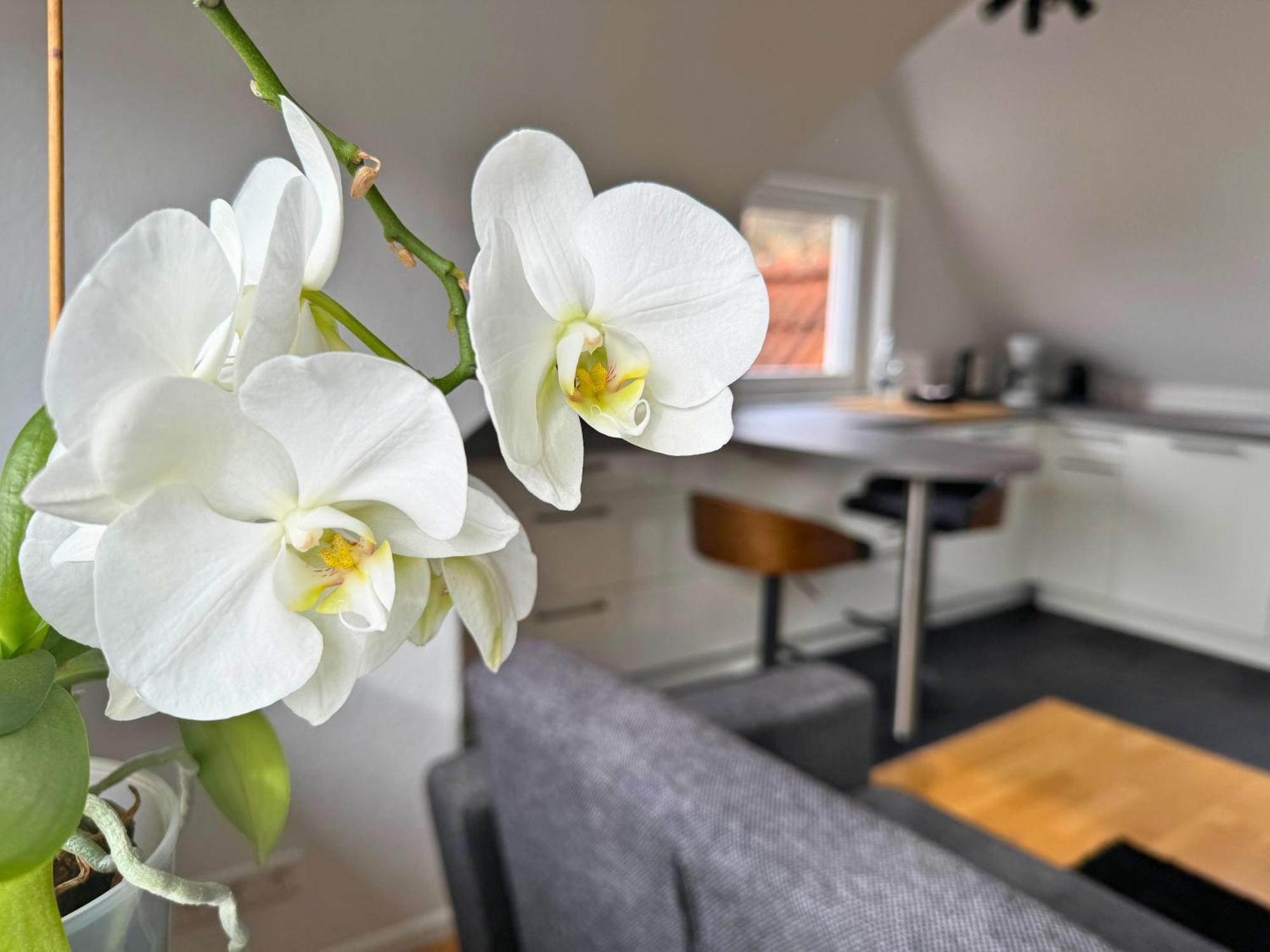 Boutique Ferienwohnungen Mit Gartensauna, Naehe Europapark Und Strassburg "Uebernacht - Am Talbach" 奥芬堡 外观 照片